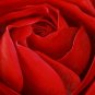 Indiana Red Rose Painting on Canvas Hand Painted High Quality Wall Art for Home Decor