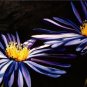 Purple Daisies Painting on Canvas Hand Painted High Quality Wall Art for Home Decor