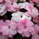 Impatiens: Pink: Pack