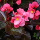 Begonias: Flat