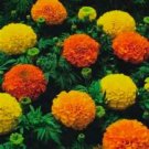 Marigolds: Flat