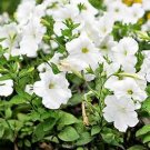 Petunias: White: Pack