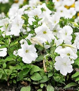 Petunias: White: Pack