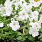 Petunias: White: Pack