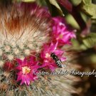 Cactus Bloom Macro Print 5x7 w/frame