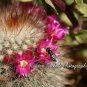 Cactus Bloom Macro Print 5x7 w/frame