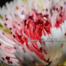 Valentine Hearts Flower Macro 5x7 Print