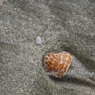 Beachy Leopard Shell 5x7 Print
