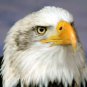 Bald Eagle Spectacular Amazing 13 by 19 Photograph