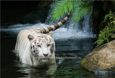 Rare White Bengal Tiger Color Poster Photo Picture Zoo Pet Shop Kids Room Decor