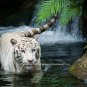 Rare White Bengal Tiger Color Poster Photo Picture Zoo Pet Shop Kids Room Decor