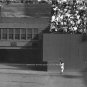 WILLIE MAYS  BASEBALL 1954 WORLD SERIES CATCH PHOTO