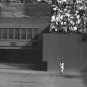 WILLIE MAYS BASEBALL 1954 WORLD SERIES CATCH PHOTO