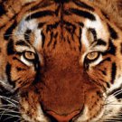 Tiger Face Wildlife amazing very large  Photograph
