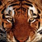 Tiger Face Wildlife amazing very large  Photograph