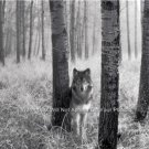 Wolf in the Winter Woods  Animal Poster Photograph