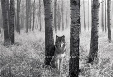 Wolf in the Winter Woods  Animal Poster Photograph