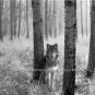 Wolf in the Winter Woods  Animal Poster Photograph
