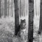 Wolf in the Winter Woods  Animal Poster Photograph