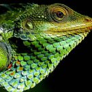 Forest Lizard Close Up Amazing 13 by 19 Photograph