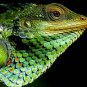 Forest Lizard Close Up Amazing 13 by 19 Photograph