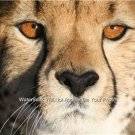 Cheetah Stare  wonderful wildlife photo huge detailed