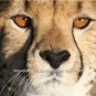 Cheetah Stare  wonderful wildlife photo huge detailed