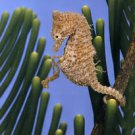 Sea Horse and Baby  Beautiful 13 x 19 Color Photo