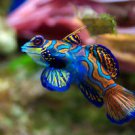 Mandarin Fish Amazing Color Beautiful Photo 13 x 19