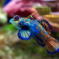 Mandarin Fish Amazing Color Beautiful Photo 13 x 19