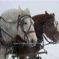 PHOTO BEAUTIFUL HORSES FOAL FILLY MARE STALLION GELDING THOROUGHBRED EQUESTRIAN