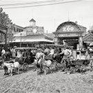 CONEY ISLAND BROOKLYN NEW YORK GOAT CARTS  PHOTO 1904 ZOO AMUSEMENT PARK