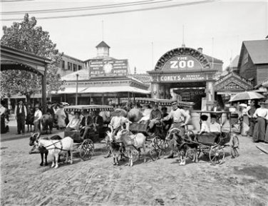 CONEY ISLAND BROOKLYN NEW YORK GOAT CARTS  PHOTO 1904 ZOO AMUSEMENT PARK