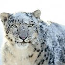 Snow Leopard stare  13 by 19 Photograph