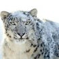 Snow Leopard stare 13 by 19 Photograph