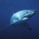 Great White Shark  Amazing 13 by 19 Photograph