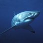 Great White Shark  Amazing 13 by 19 Photograph