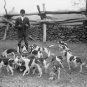 NATIONAL BEAGLE CLUB PHOTO 1914 RABBIT HUNTING AMERICAN KENNEL CLUB DOG BREEDERS