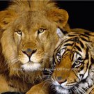 Lion and Tiger amazing Poster Photo King of the Jungle
