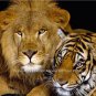 Lion and Tiger amazing Poster Photo King of the Jungle