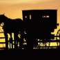 AMAZING AMISH HORSE CARRIAGE LANCASTER PENNSYLVANIA DUTCH MENNONITES ANABAPTIST