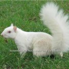 Rare White Albino Tree Squirrel Watchers ASPS Collector Large Color Gift Photo