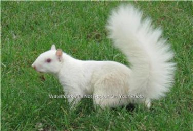 Rare White Albino Tree Squirrel Watchers ASPS Collector Large Color Gift Photo