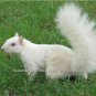 Rare White Albino Tree Squirrel Watchers ASPS Collector Large Color Gift Photo