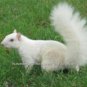 Rare White Albino Tree Squirrel Watchers ASPS Collector Large Color Gift Photo