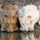Wild Animals Zoo Pet Shop Kids Room Picture Decor White Tiger Large Color Photo