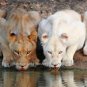 Wild Animals Zoo Pet Shop Kids Room Picture Decor White Tiger Large Color Photo