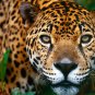 Jaguar Stare Beautiful Cat Poster 13 by 19 Photograph