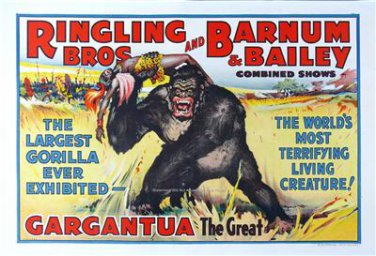 RINGLING BROTHERS AND BARNUM & BAILEY LARGEST GORILLA GARGANTUA POSTER PHOTO