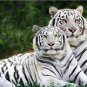 Zoo Pet Shop Kids Room Picture Decor Rare White Bengal Tiger Color Poster Photo